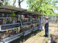 Tanjung Merdeka Jadi Model Ekonomi Hijau Terpadu, Padukan Urban Farming dan Diversifikasi Usaha Skala Rumah Tangga